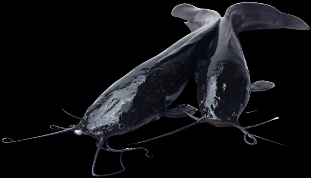 Fresh Premium Catfish