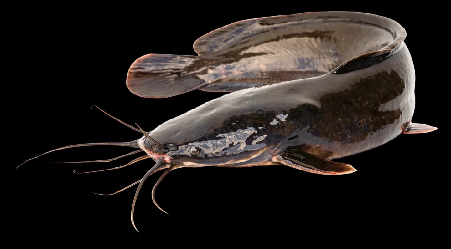 Fresh Catfish from RubijoeFarms